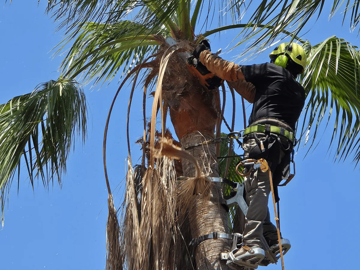 Poda de palmera en Valencia